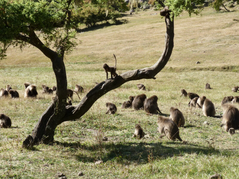 Dag 8A: De Gelada bavianen in de Simien Mountains